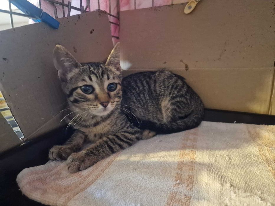 Gato bebé para adoção consciente
