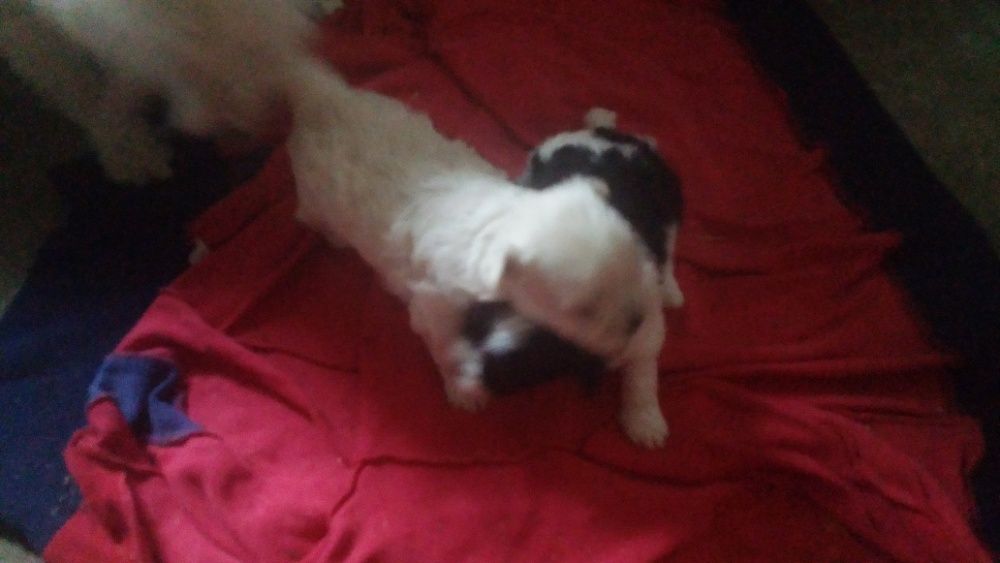 болонка мальтезе и пестрые