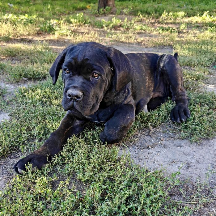 Szczeniak Cane Corso Italiano piesek czarny pręgowany