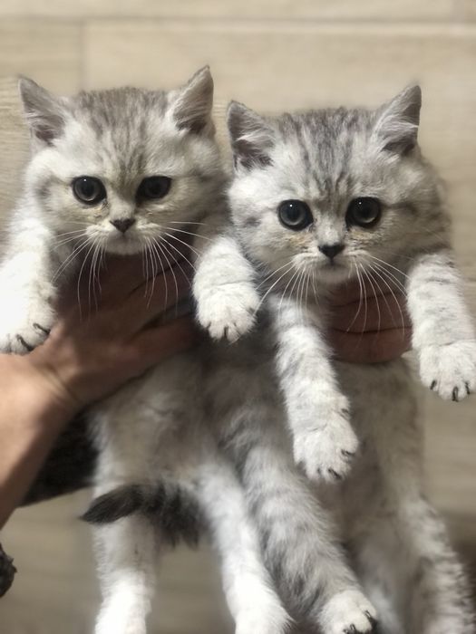 Британські кошенятка!