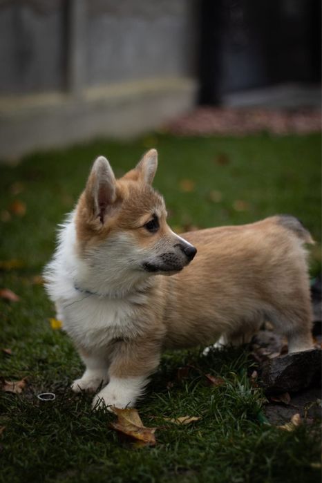 Welsh Corgi Pembroke FCI !!! Wzorowe !!! Świetne geny !!!