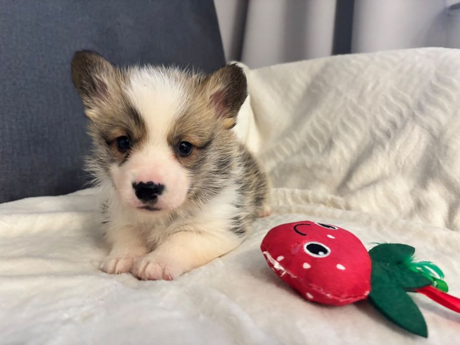 Piesek Welsh Corgi Pembroke ZKWP FCI