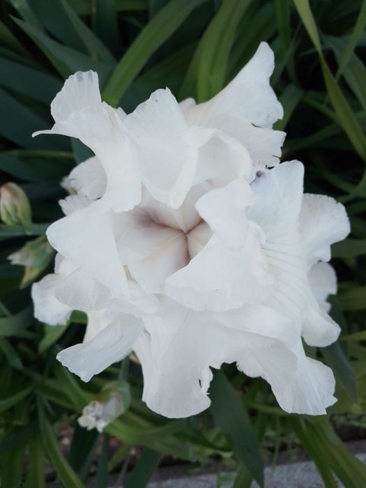 Профессиональный массаж )