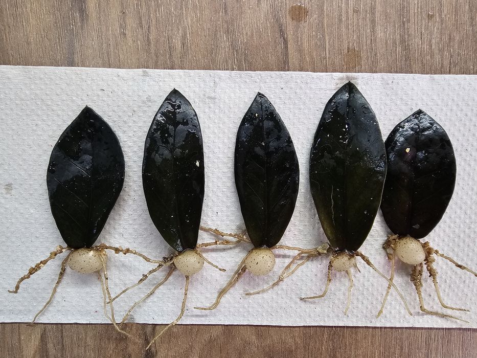 Заміокулькас Равен / Raven з гарною кореневою