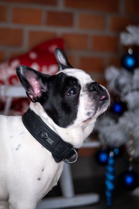 Buldog francuski Didi szuka domu