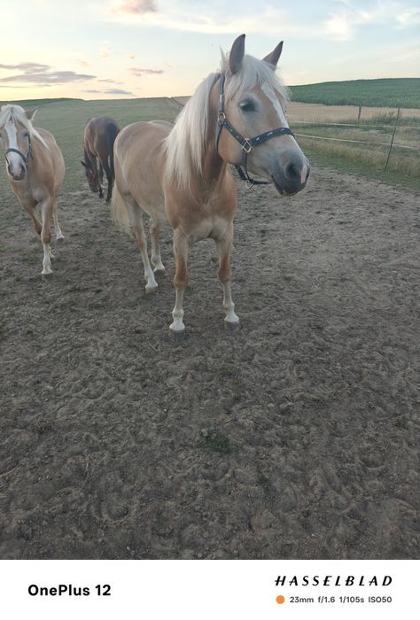 Klaczka haflinger