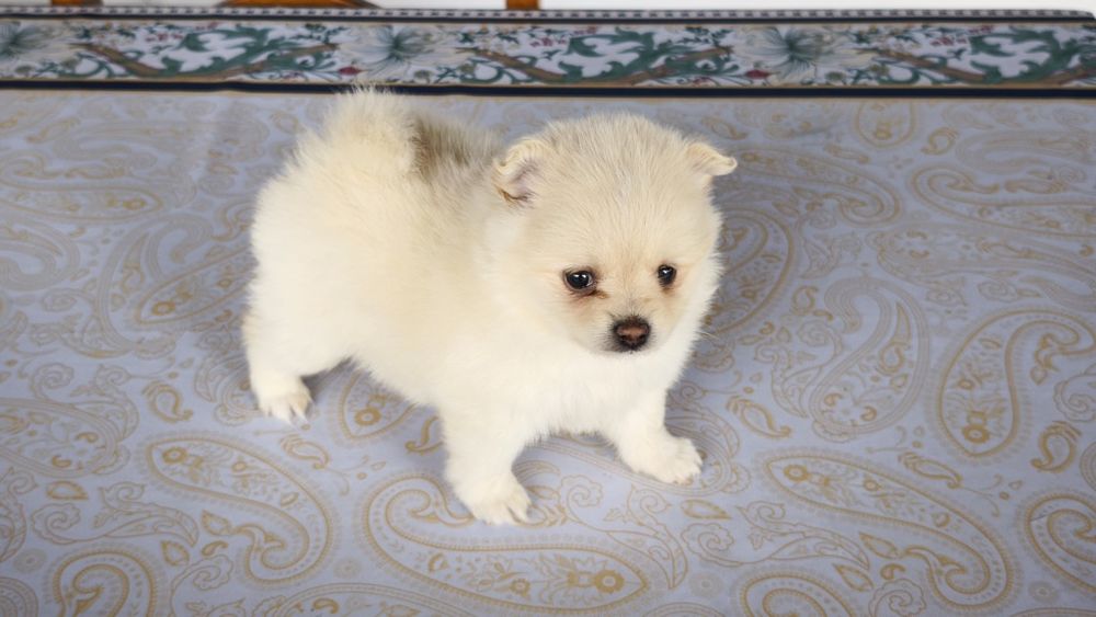 Spitz alemão lulu da Pomerânia fêmea (país com lop),entrego em todo  o país