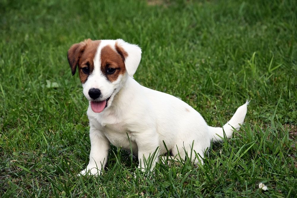 Jack Russell Terrier piesek !