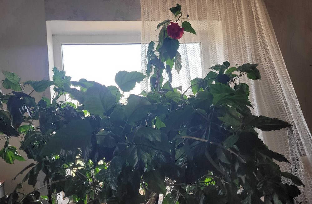 Огромное дерево гибискуса, китайской розы