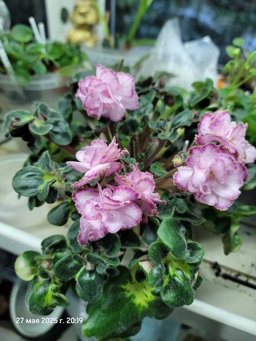 Фиалки мини трейлеры