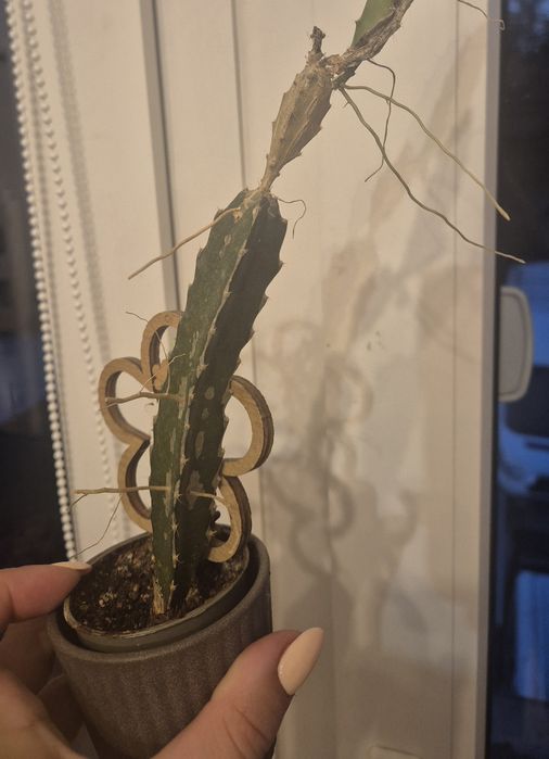 Oddam kaktus, kaktusy, sadzonki, rywiczek