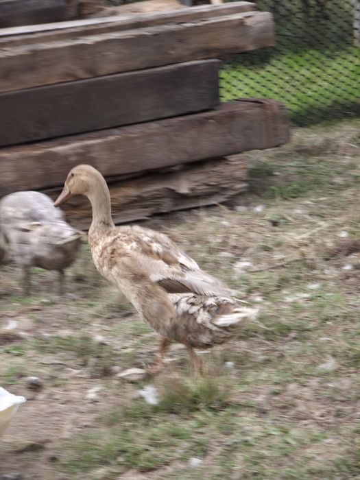 Parka kaczek biegusa indyjskiego