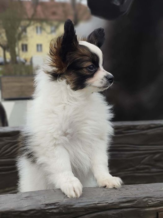 Piesek SOLO Spaniel Kontynentalny Miniaturowy