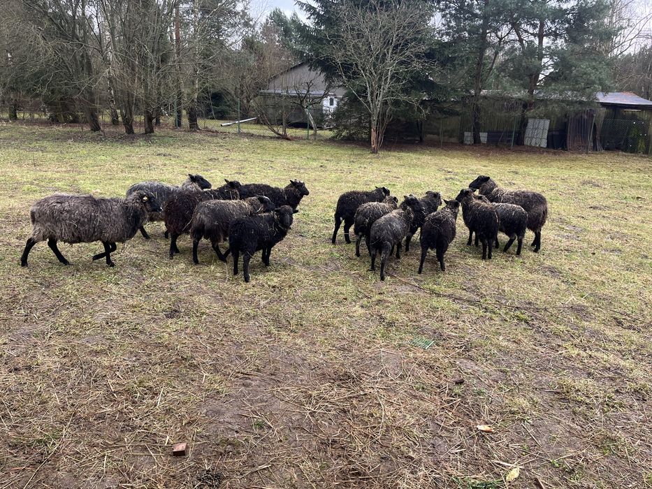 Owce jagnięta baranki Wrzosówka