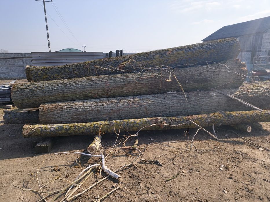 Kłody topoli ściętej świeżo
