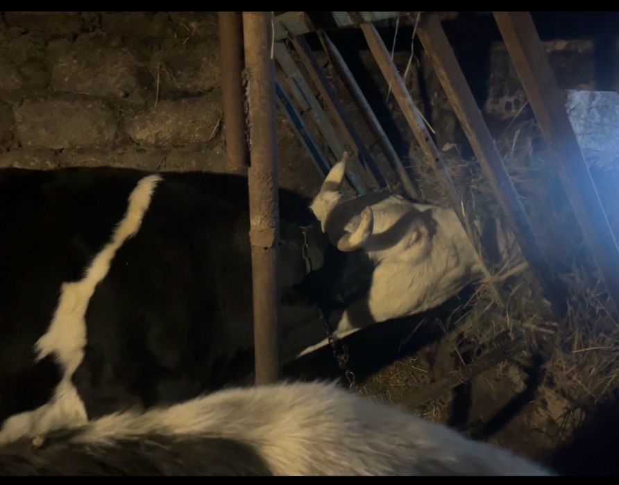 Продається 2 тільні корови та Теличка