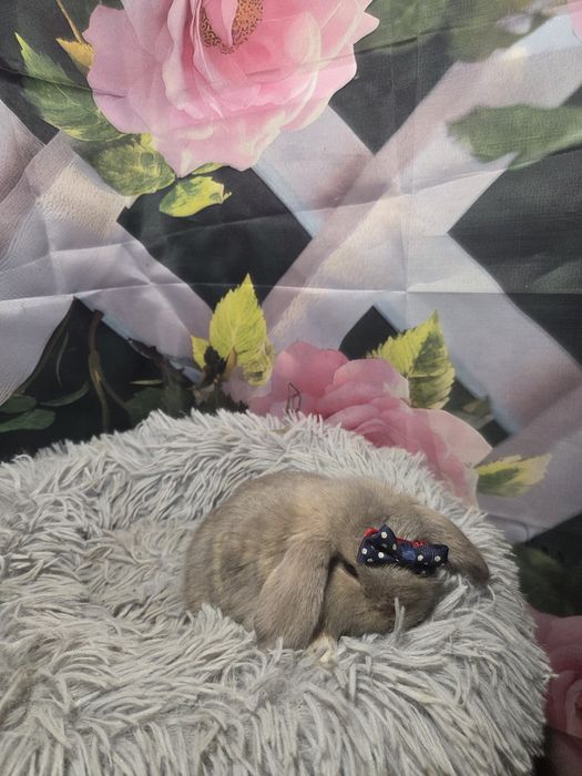 Karzełek Mini Lop  Metryka