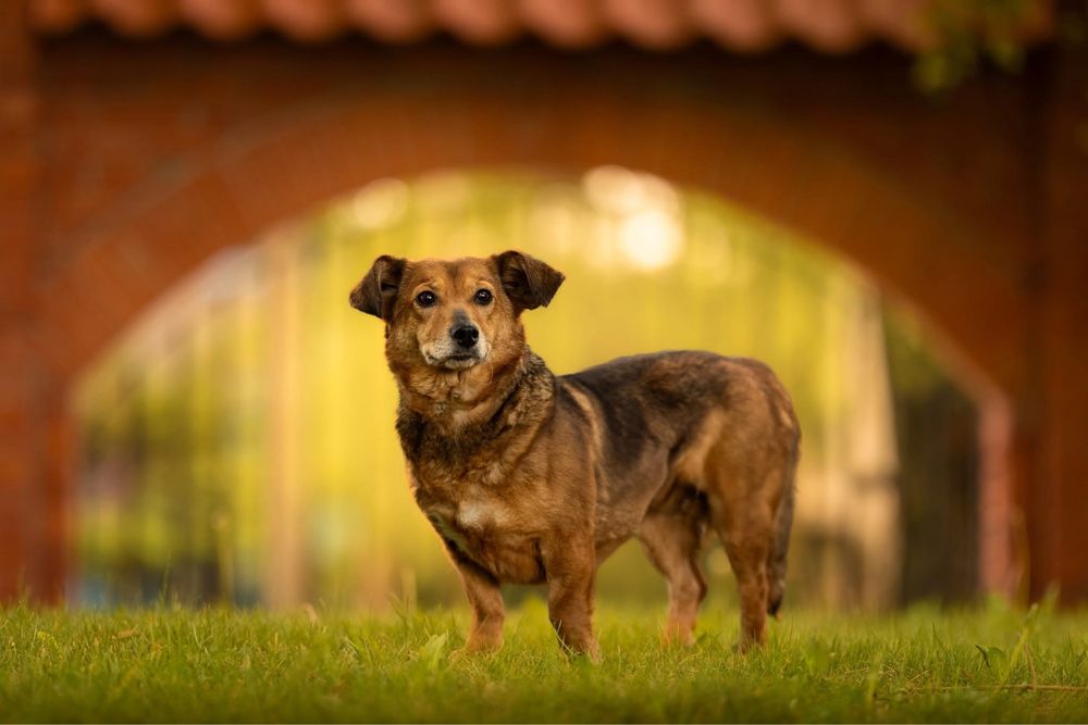 Spokojna kochana zrównoważona Adelajda do adopcji