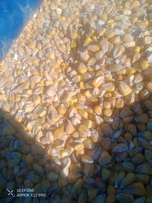 Продам кукурудзу.Горох.