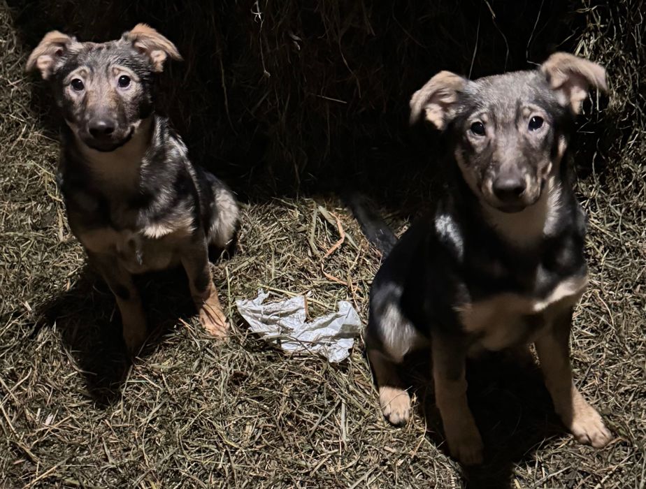 szczeniaczki kundelki