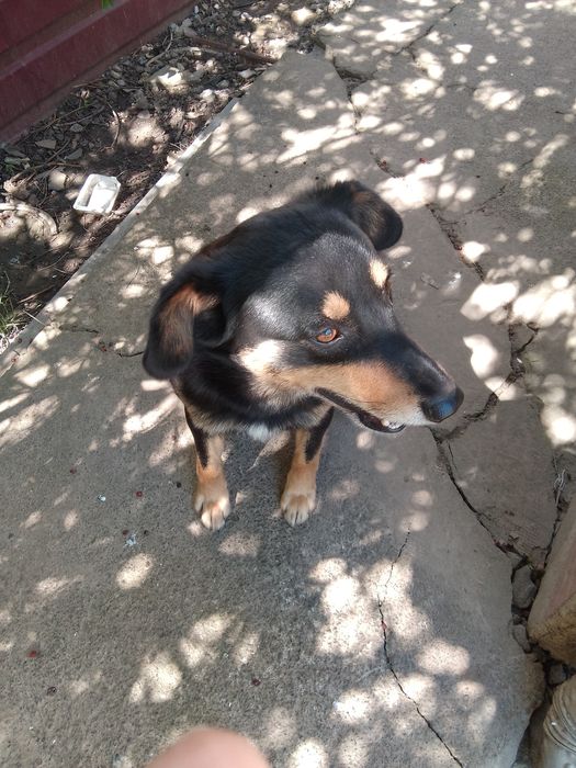 Отдам даром животные