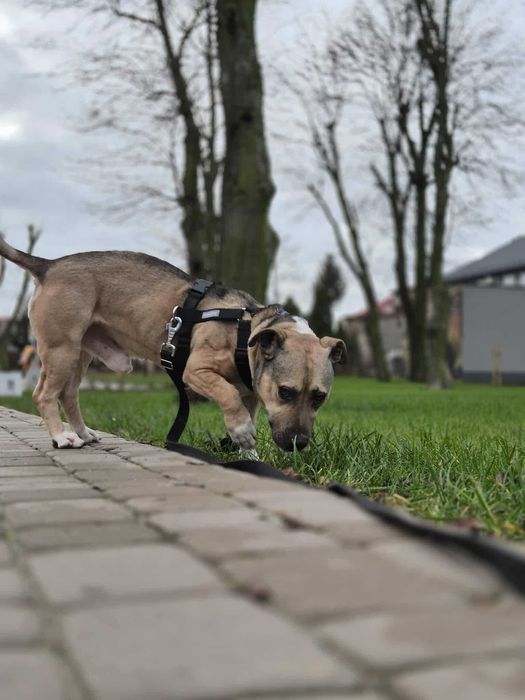 Młody, 5 letni silny samiec w typie amstaff