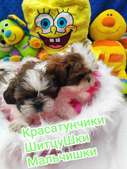 ШитцуШки.Красатунчики.Пацанчики