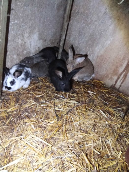 Vendo coelhos para fazer criação ou para consumo