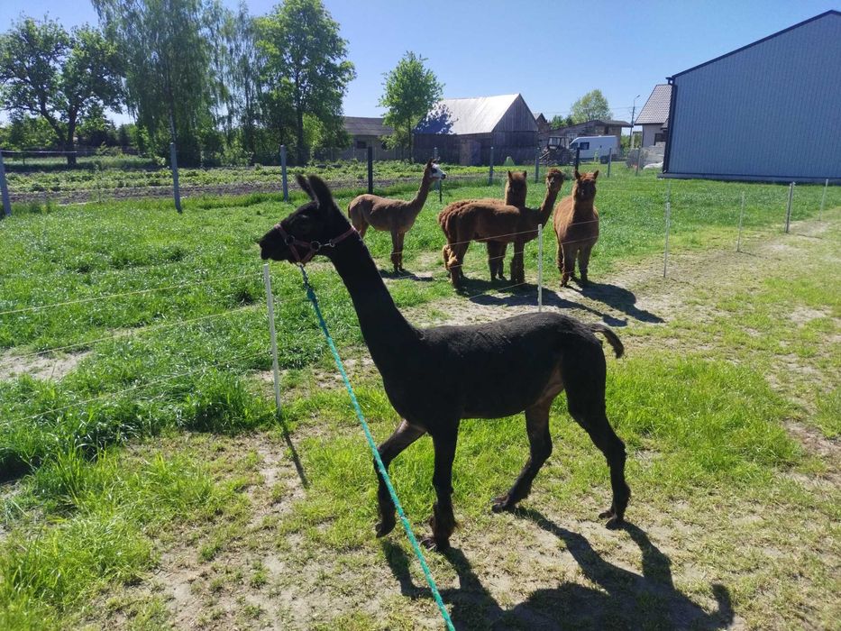 Sprzedam samca Bono 7 lat