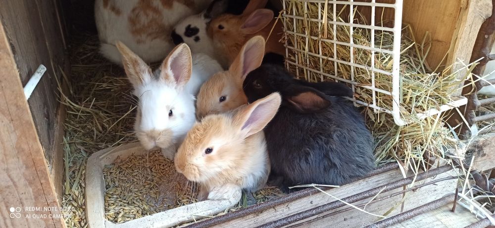 Króliki mieszance od 25 zł do 80