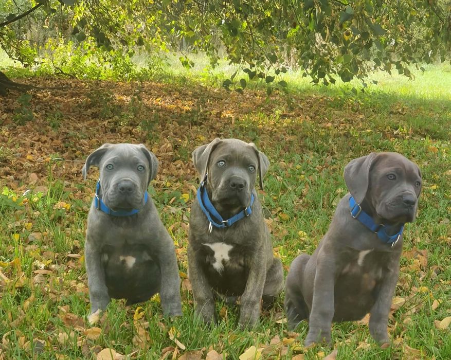 Cane Corso piesek ZKWP/FCI