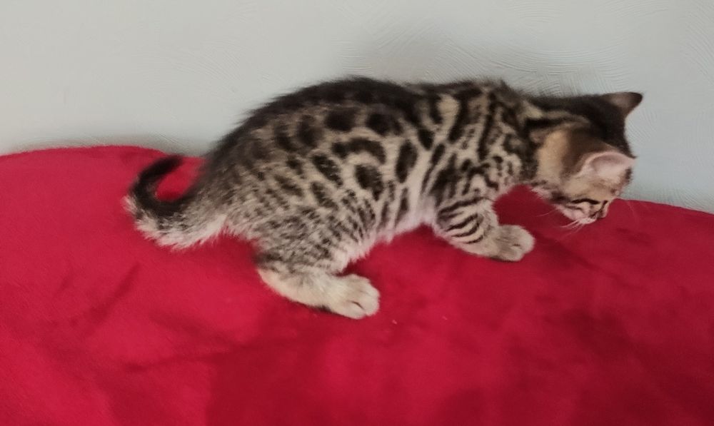 Бенгальські кошенята