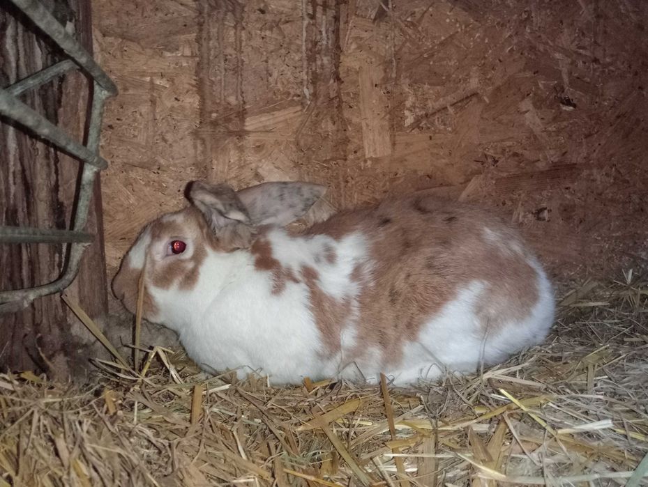 Rex trójbarwny samiec