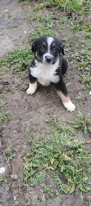 Цуценята в сім'ю