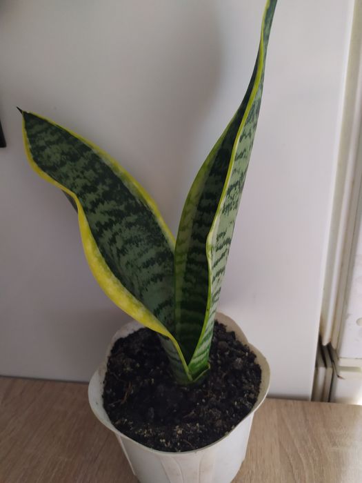 Сансевеєрія або "тещін язик"