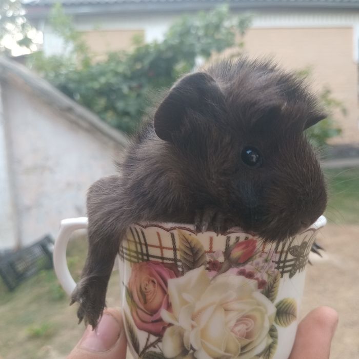 Морські свинки, розеточки, морская свинка