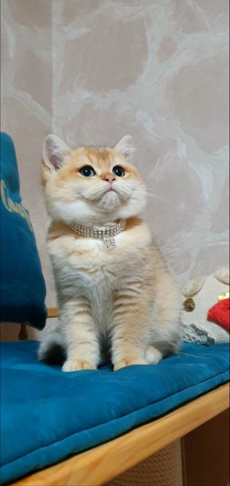 Золотий британський шиншила кошеня