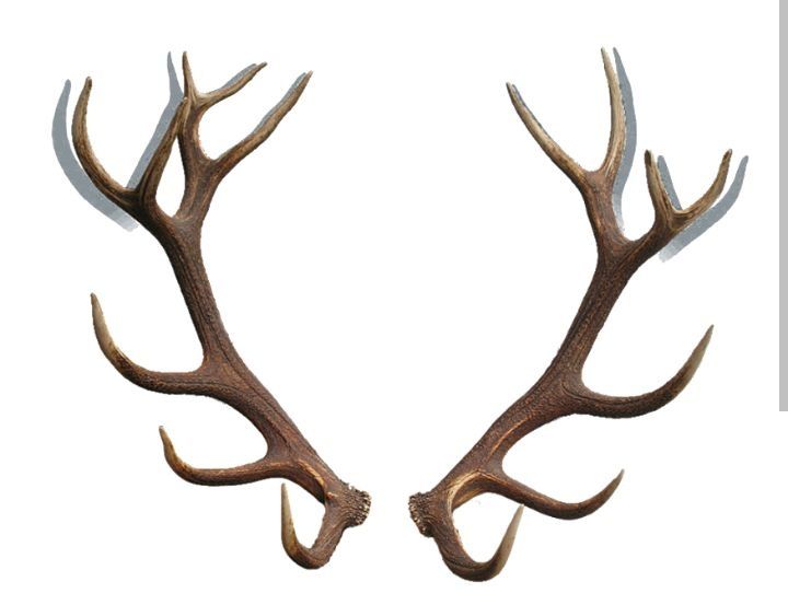 Продам Рога оленя