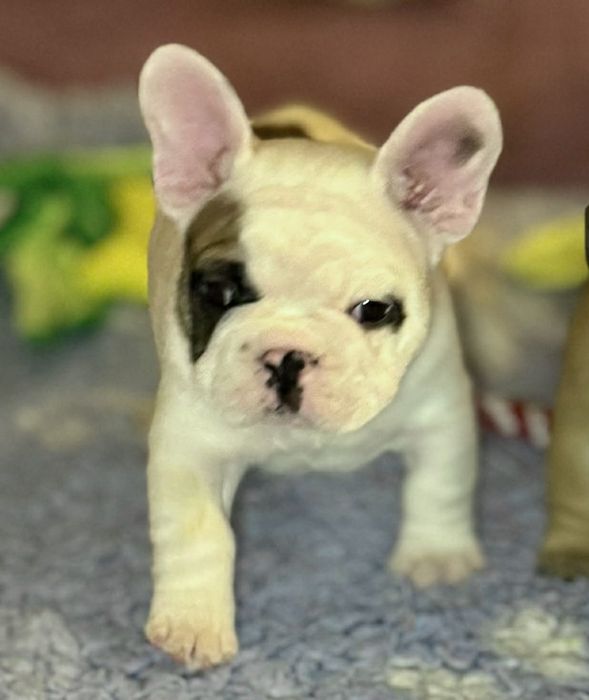 Buldog francuski piesek z rodowodem ZKwP FCI