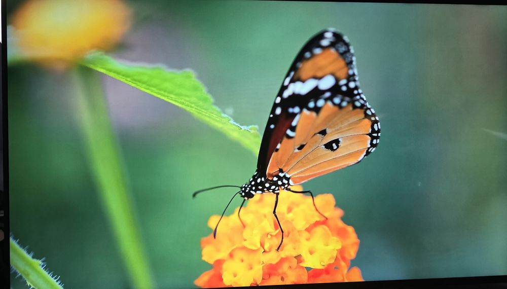 Smart TV Sony 55" KD-55XE8096,  4K
