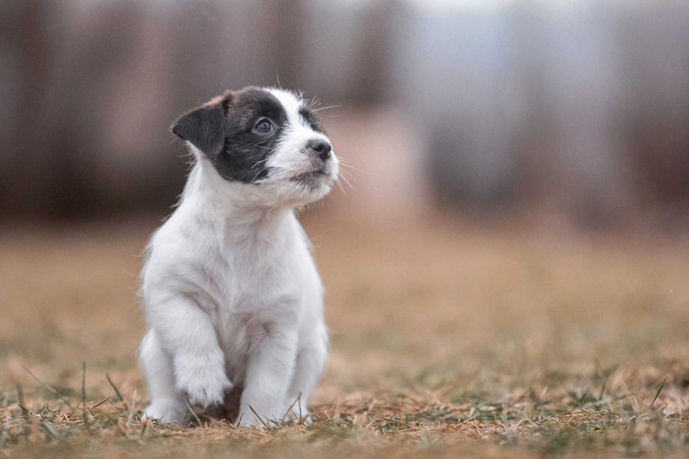 Jack Russell Terrier - piękna czarno biała suczka ZKwP FCI