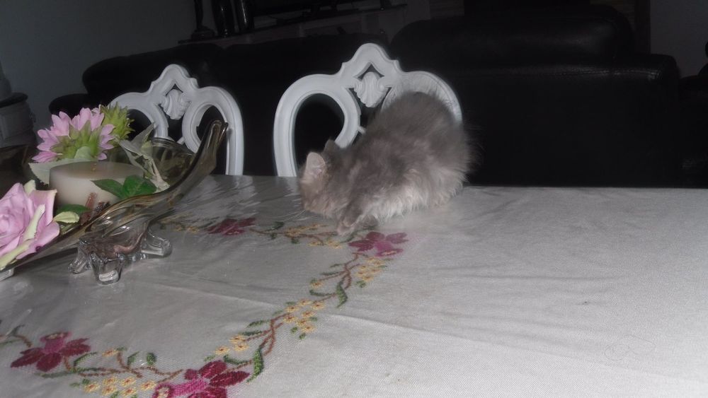 Gato macho persa