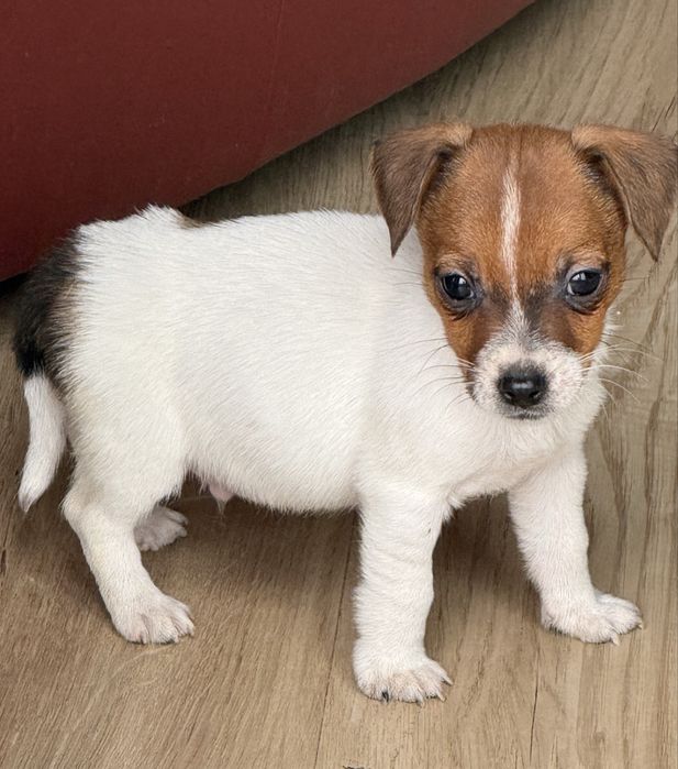 Jack Russel Terrier piesek