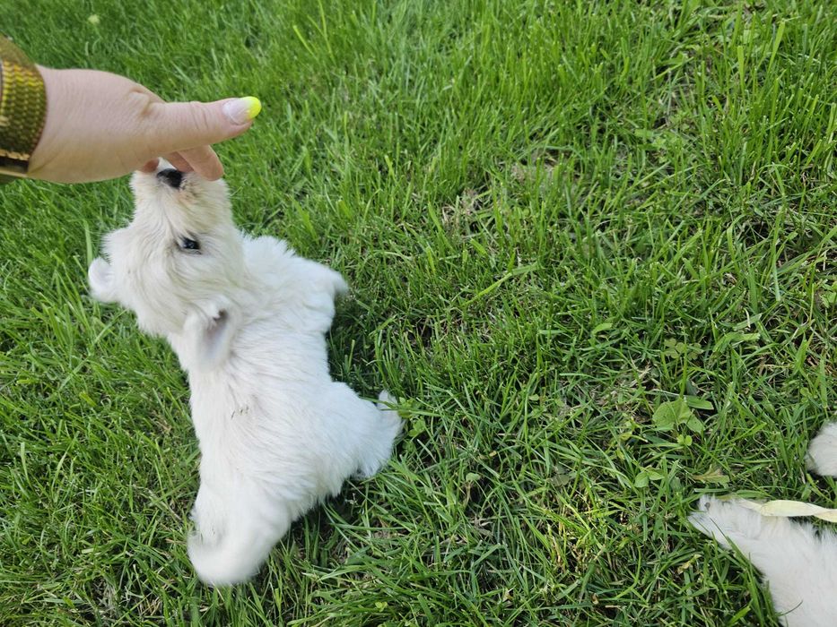 Szczenię (suczka) West Highland White Terier (Westie)