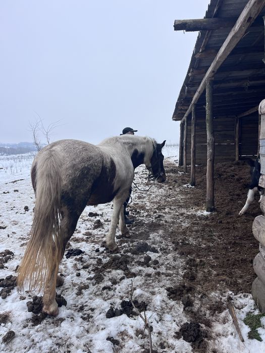 Продам кобилу 75000 тисяч