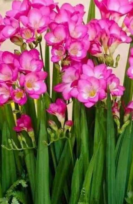 Продам цибулини махрової фрезії