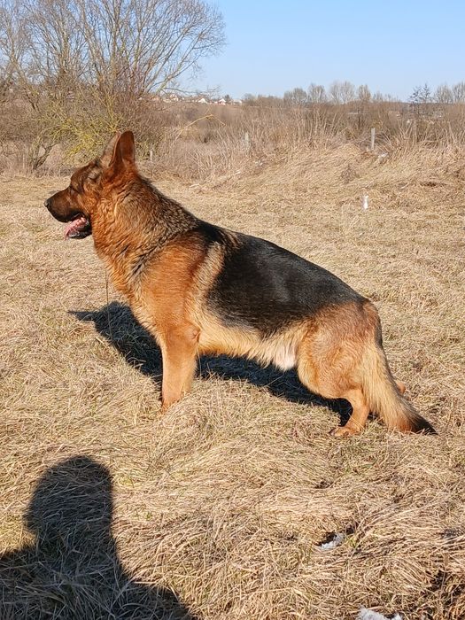 Німецька вівчарка вязка