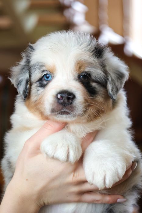 Хлопчик австралійської вівчарки ( ауссі ) ВІЛЬНИЙ