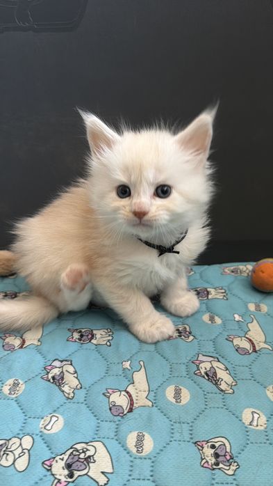 Кошенята мейн кун