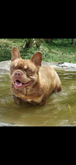 Bulldog francês